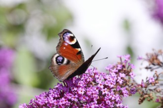 European peacock (Aglais io), on butterfly bush or butterfly-bush (Buddleja davidii), high-key