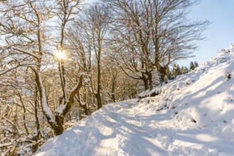 Snowy forest in the town of Oiartzun in Peñas de Aya, Gipuzkoa. Basque Country