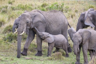 African elephant (Loxodonta africana) Masai Mara Kenya