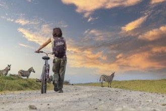 A girl on a bike next to Zebras in Naivasha in Hells Gate Park at sunset, Kenya, Africa