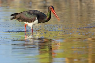 Black stork (Ciconia nigra), searching for food in the water, Lesbos Island, Greece, Europe