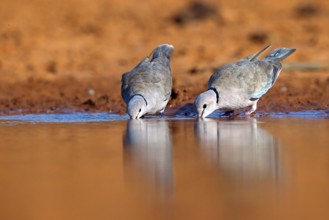 Red-crested Pigeon, (Streptopelia vinacea), Red-winged Turtle Dove, Morgan Kunda lodge / road to