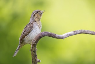 Wryneck on perch, (Jynx torquilla), Ormoz area, Ormoz, Podravska, Slovenia, Europe