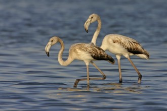 Greater flamingo (Phoenicopterus roseus), East Khawr / Khawr Ad Dahariz, Salalah, Dhofar, Oman,