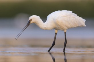 Spoonbill, (Platalea leucorodia), Floating Hide fixed, Tiszaalpár, Kiskunsági National Park,