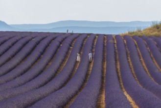 Flowering lavender field (Lavandula angustifolia) with tourists, Plateau de Valensole, Département