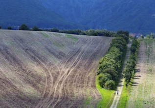 Tractor tracks on a harvested field, walker on a field path Neinstedt, 21/08/2014, Neinstedt,