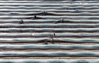 The first asparagus is harvested from a foil-covered asparagus field, Beelitz, 26/03/2024