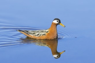 Red phalarope, grey phalarope (Phalaropus fulicarius) female in breeding plumage swimming in pond