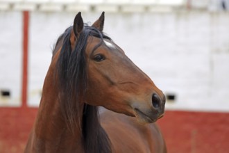Andalusian horse, arena, portrait, headshot