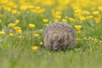 European hedgehog (Erinaceus europaeus) adult in a spring meadow with flowering Buttercup plants,