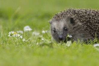 European hedgehog (Erinaceus europaeus) adult animal on an urban garden grass lawn with flowering