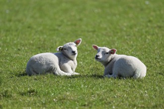 Domestic sheep (Ovis aries), two lambs sitting in a meadow, Texel, North Holland, Netherlands