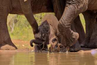 African elephant (Loxodonta africana), young animal, calf, baby elephant, mother, young animal with