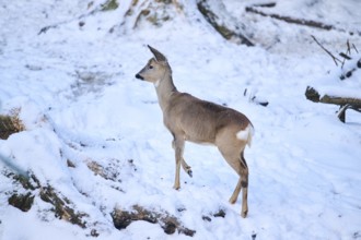 Roe deer (Capreolus capreolus) in a forest in winter, snow, Bavaria, Germany, Europe