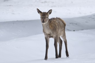 Red deer (Cervus elaphus) hind in a forest in winter, snow, Bavaria, Germany, Europe