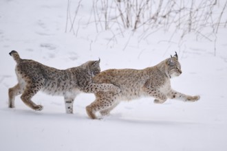Eurasian lynx (Lynx lynx) playing in the snow in winter, running, Bavaria, Germany, Europe