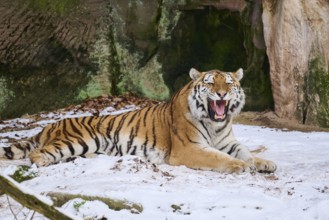 Siberian tiger (Panthera tigris altaica) lying in the snow in winter, captive, Germany, Europe