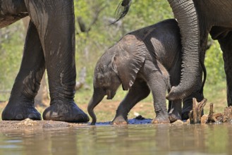 African elephant (Loxodonta africana), young animal, with mother, baby elephant, calf, at the