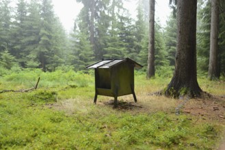 Small deer feeding house in a forest surrounded by tall trees and green undergrowth, exuding a
