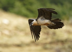 Old bearded vulture (Gypaetus barbatus), flight, Catalonia, Pyrenees, Spain, Europe