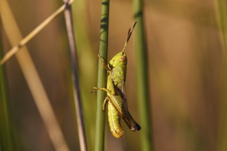 Close-up of a green grasshopper (locusta) climbing on a plant, Strofilia biotope, wetlands,