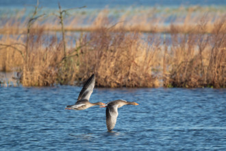 Pair of greylag geese flying together, in the Großen Rosin Moor nature reserve,