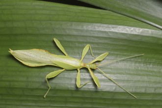 Changing leaf (Phyllium philippinicum), male, captive, occurrence in the Philippines