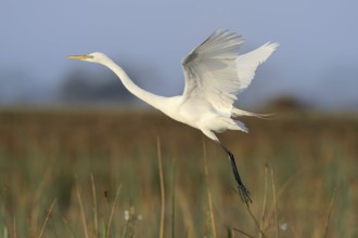 Great Egret (Ardea alba, Casmerodius albus, Egretta alba), flying, Everglades National Park,