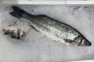 Display of fish caught whole fish European bass (Dicentrarchus labrax) also sea bass Loup de Mer