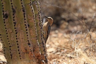 Gila woodpecker (Melanerpes uropygialis), adult, female, on saguaro cactus, Sonora Desert, Arizona,