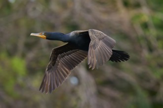 Double-crested cormorant (Phalacrocorax auritus), in flight, Wakodahatchee Wetlands, Delray Beach,