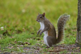 Grey Squirrel (Sciurus carolinensis), on meadow, springtime, Florida, USA, North America