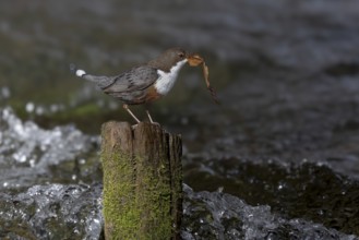 White-throated Dipper (Cinclus cinclus) with nesting material on an old wooden pole in the water,
