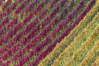 Vineyards in autumn, Rotenberg, Stuttgart, Baden-Württemberg, Germany, Europe