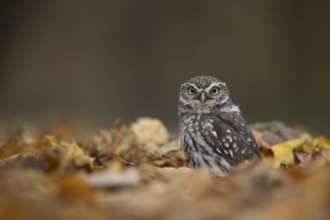 Little owl (Athene noctua) adult bird amongst fallen autumn leaves in a woodland, England, United