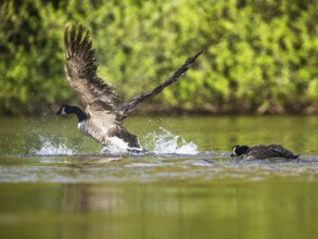 Canada Goose, Branta canadensis, bird running on water