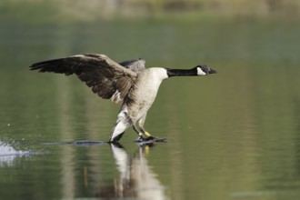 Canada goose (Branta canadensis) landing in water, North Rhine-Westphalia, Germany, Europe