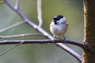 Willow Tit, Poecile montanus, bird in forest at winter sun
