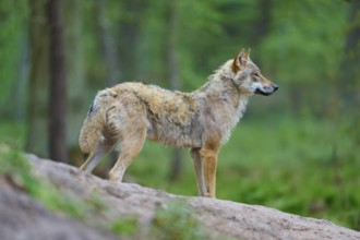 A gray wolf (Canis Lupus), standing in the forest on a hill surrounded by green vegetation and