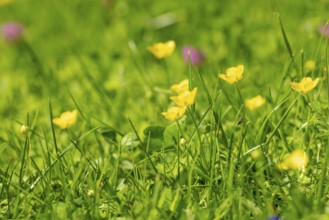 Yellow buttercup (Ranunculus) glow in the spring sun in a meadow, Ternitz, Lower Austria, Austria,