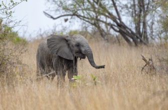 African elephant (Loxodonta africana), young animal in high dry grass, African savannah, Kruger