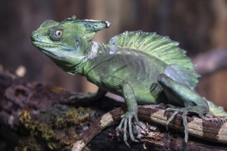 Basilisk (Basiliscus), also Jesus Christ lizard, captive, Germany, Europe