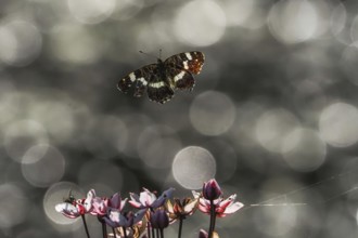A map butterfly (Araschnia levana) flies over blooming flowers in front of a blurred background
