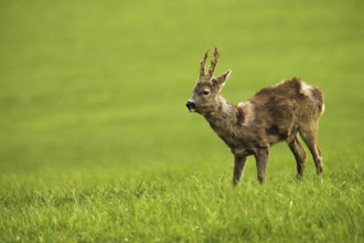 European roe deer (Capreolus capreolus) buck in shaggy winter coat with long, almost swept horns on