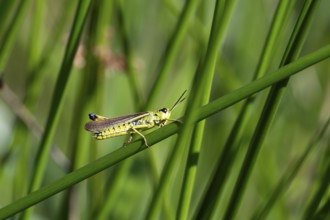 Large marsh grasshopper (Stethophyma grossum), sitting on a rush stalk, North Rhine-Westphalia,