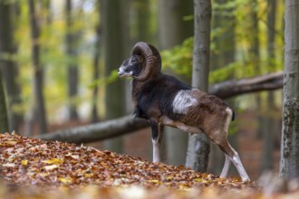 European mouflon (Ovis aries musimon, Ovis gmelini musimon) ram, male with big horns in forest