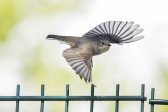 A spotted flycatcher (Muscicapa striata) in flight over a fence with outstretched wings, Hesse,
