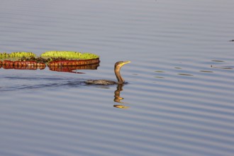 Humboldt Cormorant (Phalacrocorax brasilianus) Pantanal Brazil