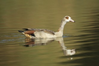 Nile Goose (Alopochen aegyptiaca) Allgäu, Bavaria, Germany, Allgäu, Bavaria, Germany, Europe